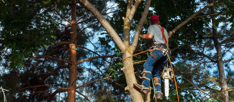 residential tree service