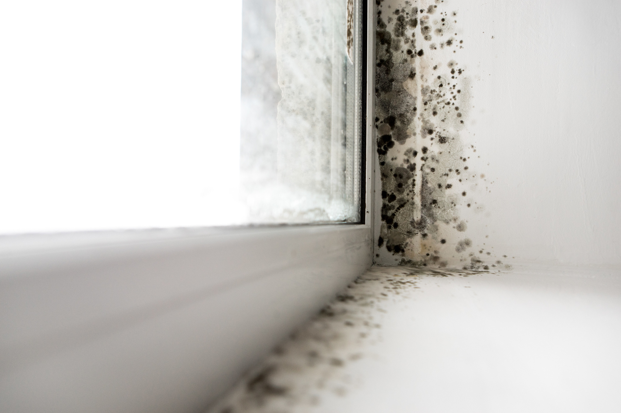 Dangers of Black Mold Every Homeowner Should Know