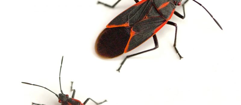 common household bugs