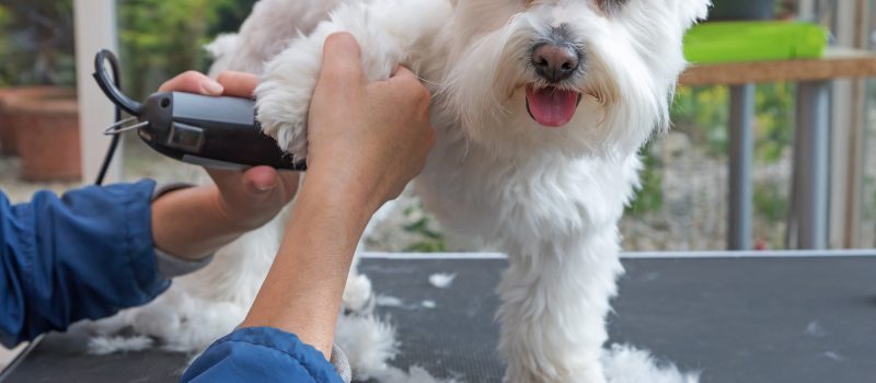 short hair dog grooming tips