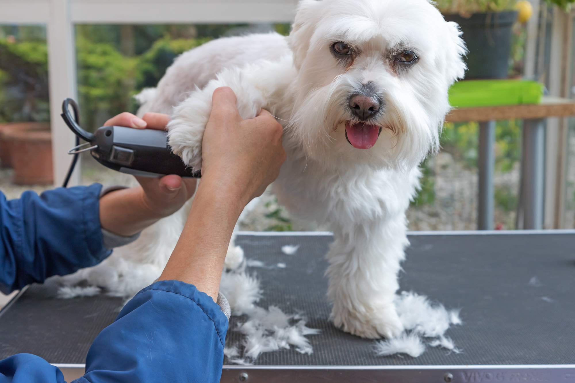 5 Short Hair Dog Grooming Tips You Ll Swear By Findabusinessthat Com