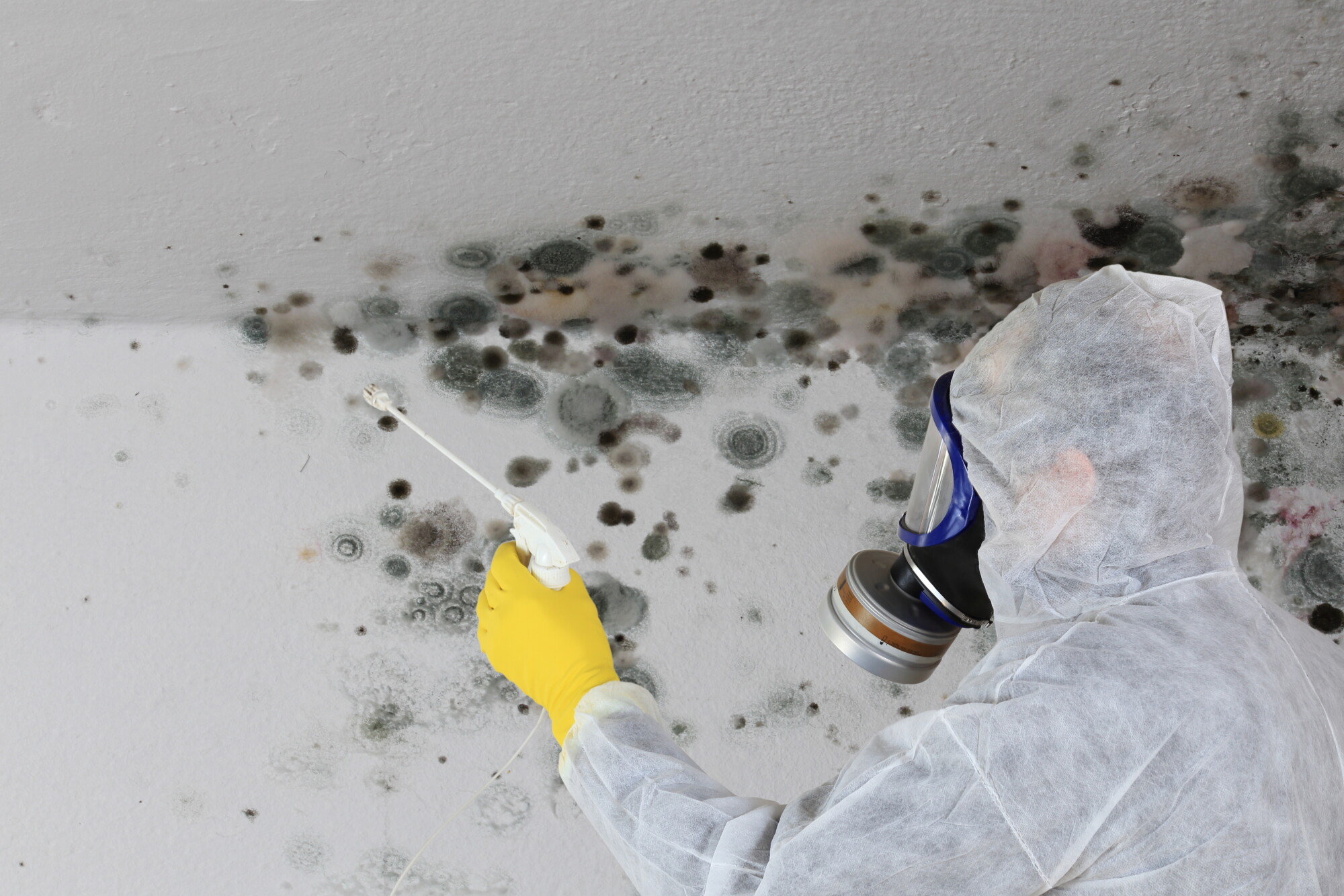 Hire a Professional for Mold Remediation
