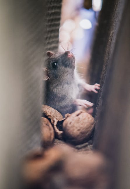 Rat Problem