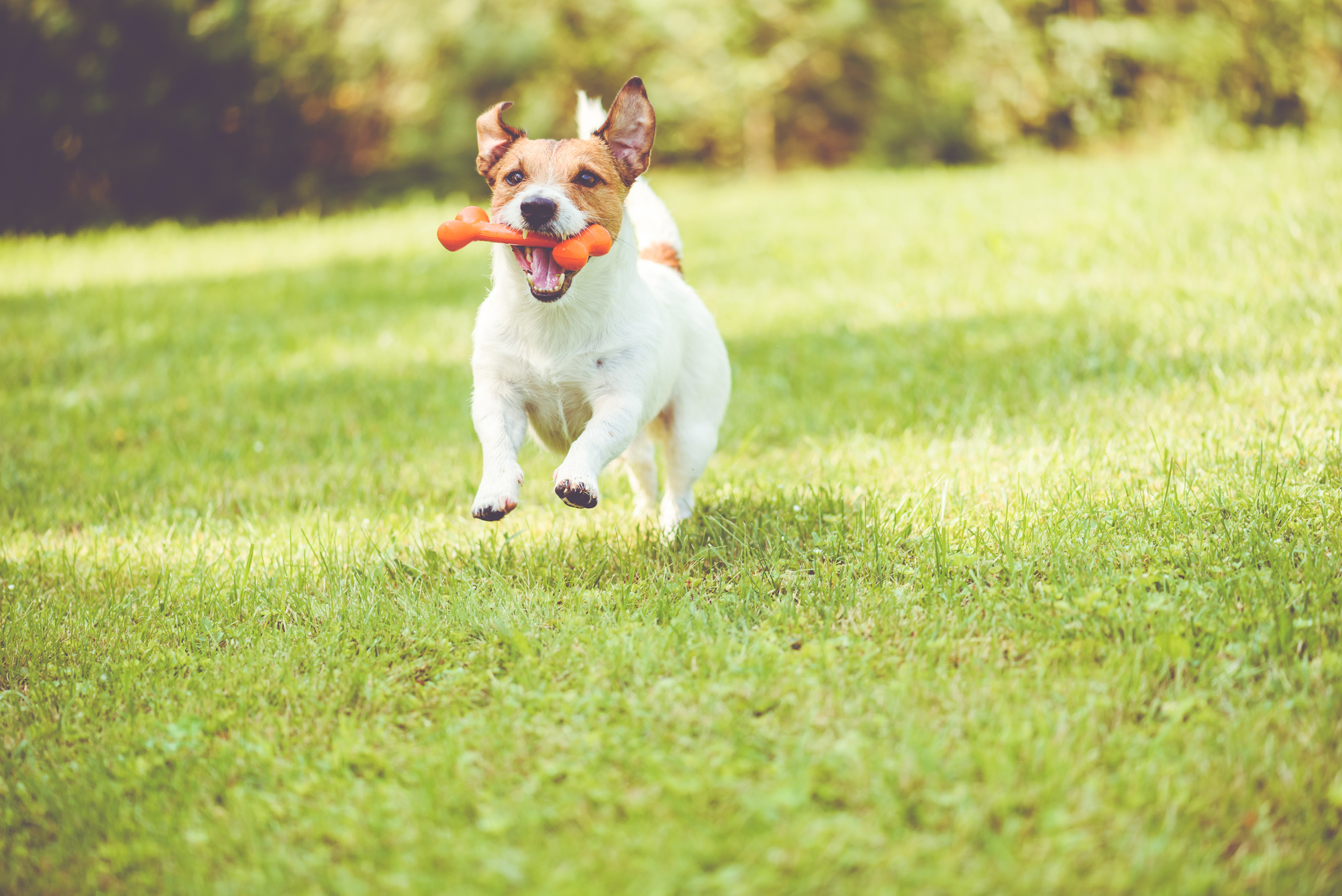 The Benefits of an Invisible Fence for Your Canine Companion
